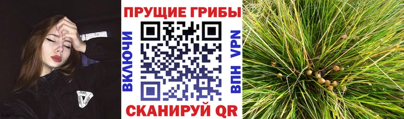 блэк спрут как войти Канск маркетплейс наркотические препараты Галлюциногенные грибы Psilocybine cubensis